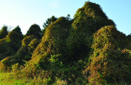 trees that are covered in porcelain vines; you cannot see the brush underneath, only mounds…